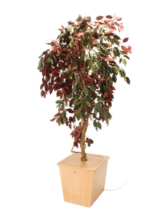 Vogeltjesboom