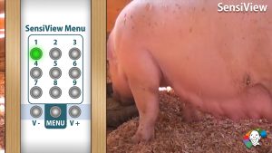 Van € 58,95 voor € 29,5: USB-stick 3: Dieren -ACTIE-