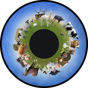 6" Effectwiel Boerderijdieren