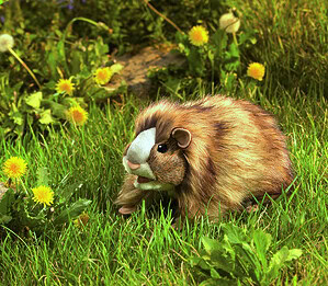 Handpop Cavia, 25 cm